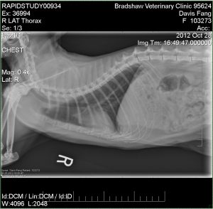 Fang's chest X-Ray, Side