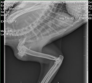 Fang's Arm X-Ray and Tumor