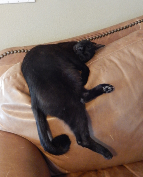 Kitties always nap in the strangest ways...