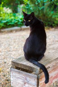 Fang in his beloved yard before the recent move