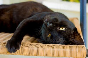 Fang on his designated scratching post chair