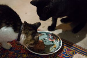 Fang sharing his cake with Duffy