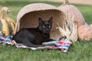 Fang sitting near some pumpkins