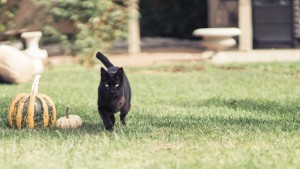 Fang running through the yard