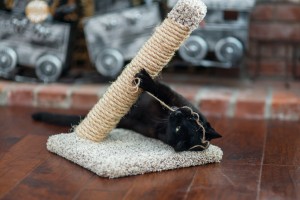 Fang playing with string