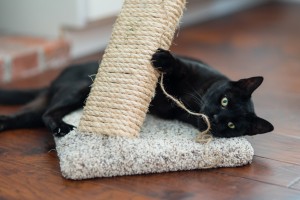 Fang playing with string