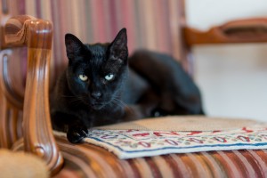 Fang sitting on a chair